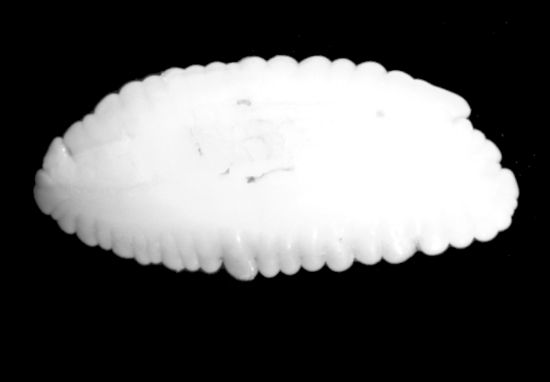 Otolith from a Baltic cod.
